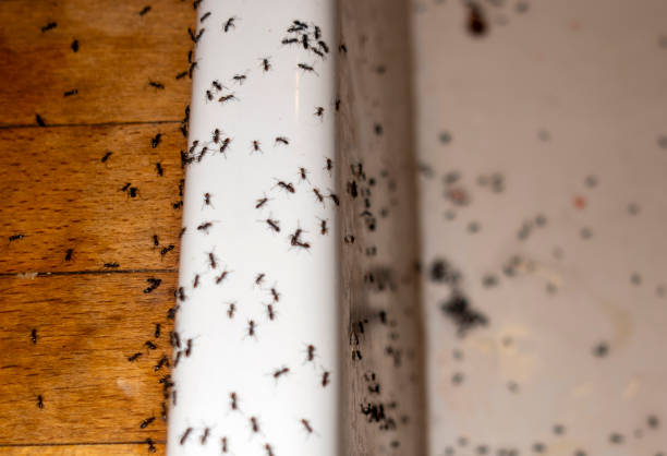 Best Best Pest Control Companies  in Merlin, OR